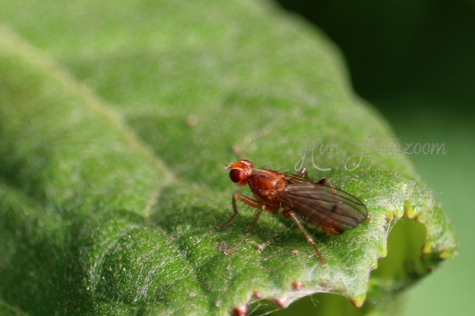 Scathophagidae