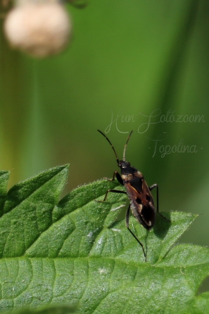 Rhyparochromus vulgaris - közönséges díszesbodobács