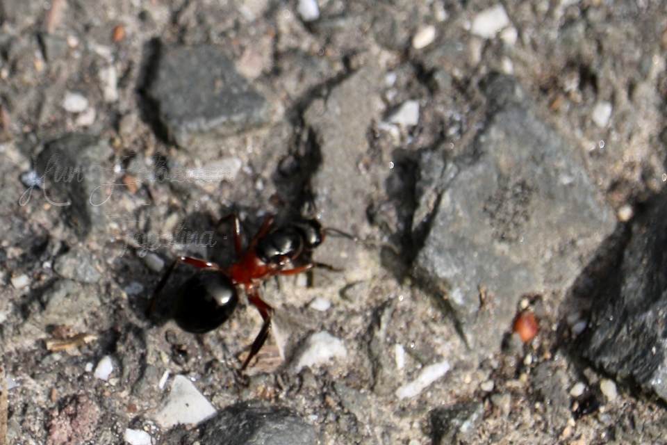 Formica polyctena - kis vöröshangya