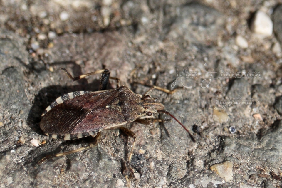 Ceraleptus gracilicornis - tüskéslábú karimáspoloska