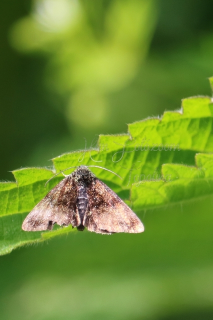 Panemeria tenebrata - apró sárgabagoly