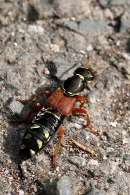 Staphylinus caesareus - aranysujtásos holyva