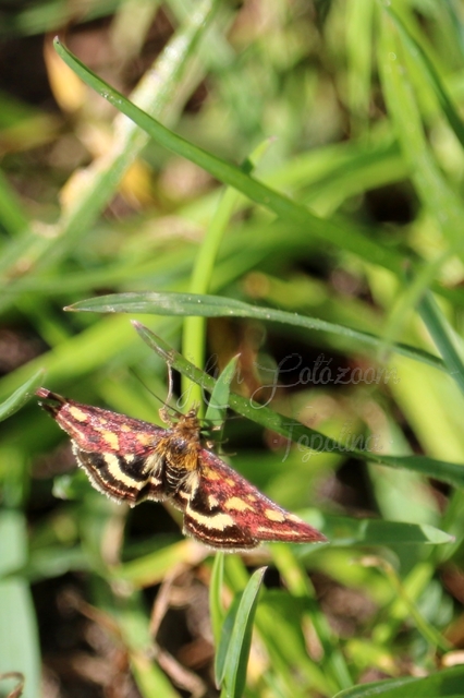Pyrausta purpuralis - közönséges bíbormoly