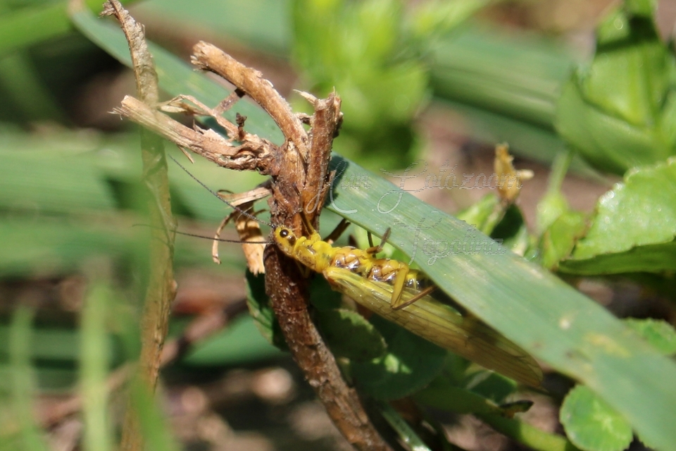 Plecoptera - Álkérészek