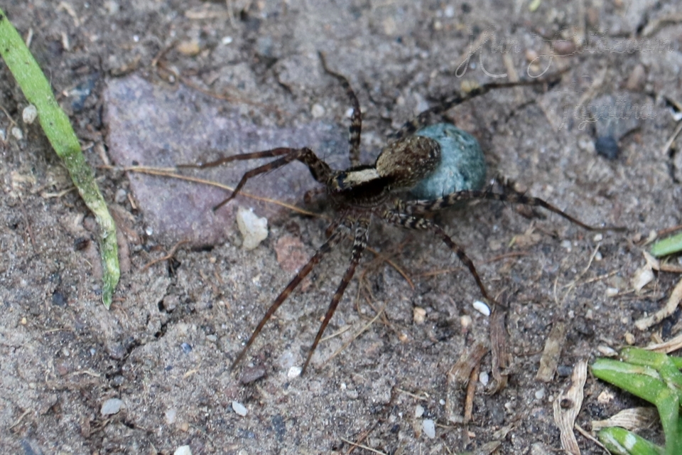Pardosa alacris/lugubris