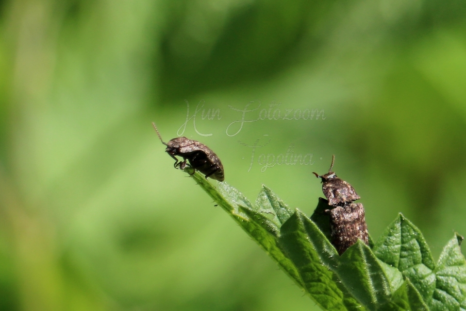 Agrypnus murinus - egérszínű pikkelyespattanó