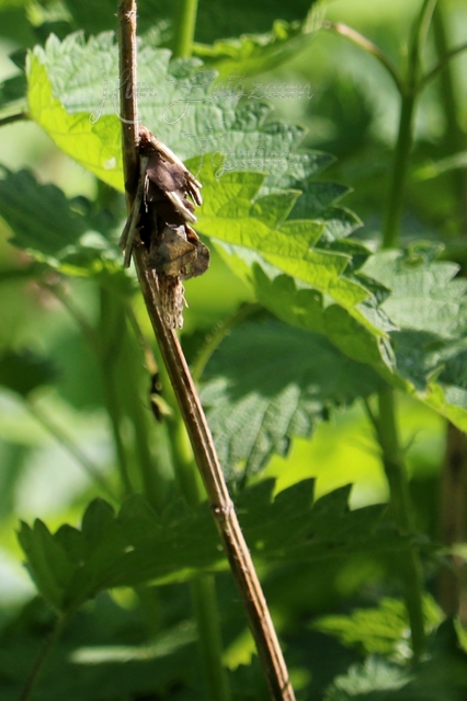 Canephora hirsuta - kormos zsákhordólepke