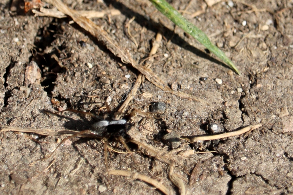 Pardosa alacris/lugubris