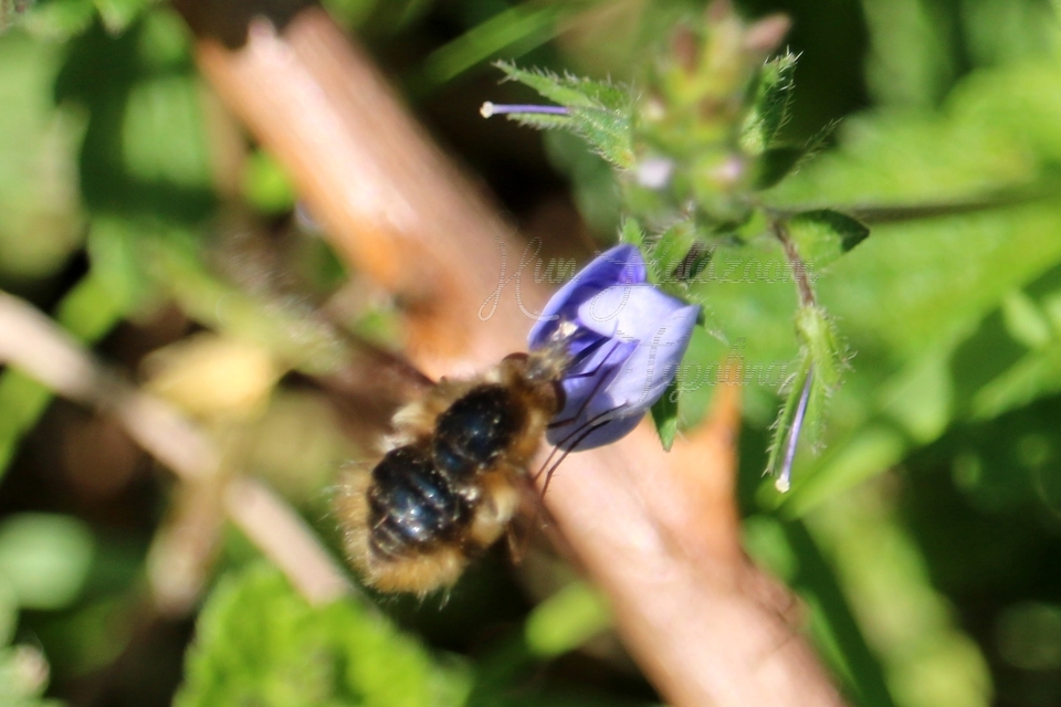 Bombylius major - szegélyes pöszörlégy