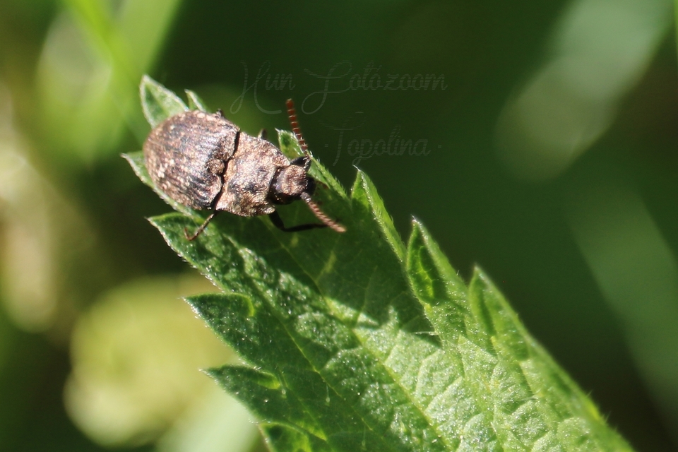 Agrypnus murinus - egérszínű pikkelyespattanó