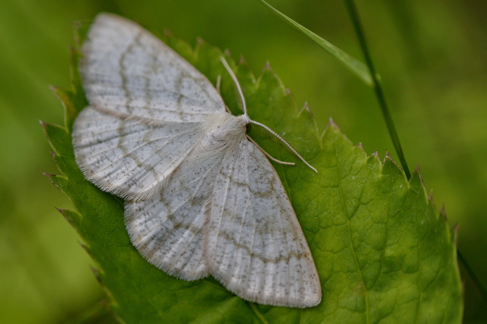 Cabera exanthemata - pettyes égeraraszoló