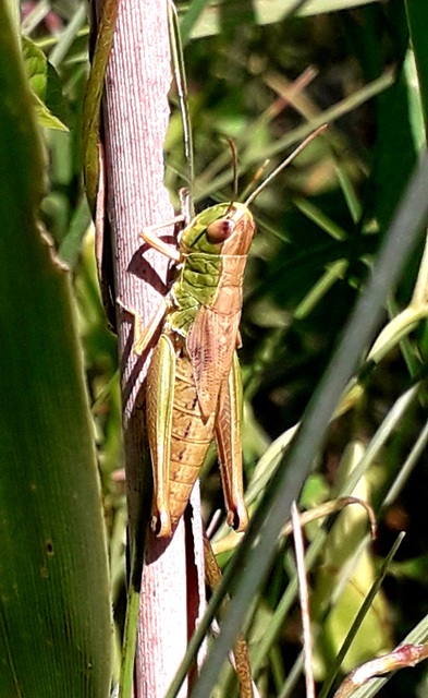 Pseudochorthippus parallelus - közönséges rétisáska
