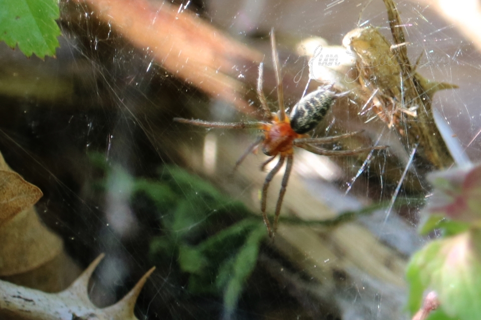 Agelena labyrinthica - illó tölcsérpók