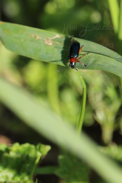 Oulema melanopus/duftschmidi