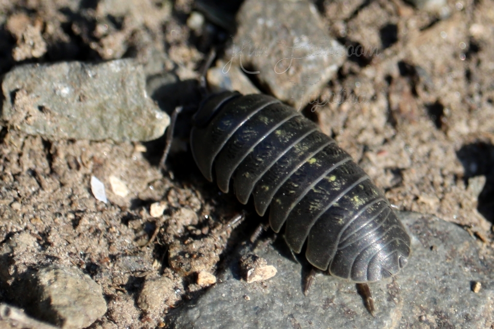 Armadillidium vulgare - szürke gömbászka