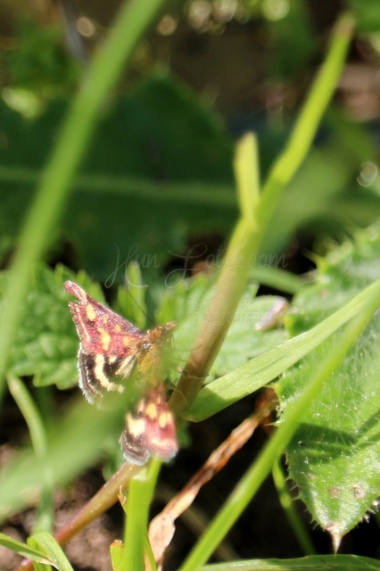 Pyrausta purpuralis - közönséges bíbormoly