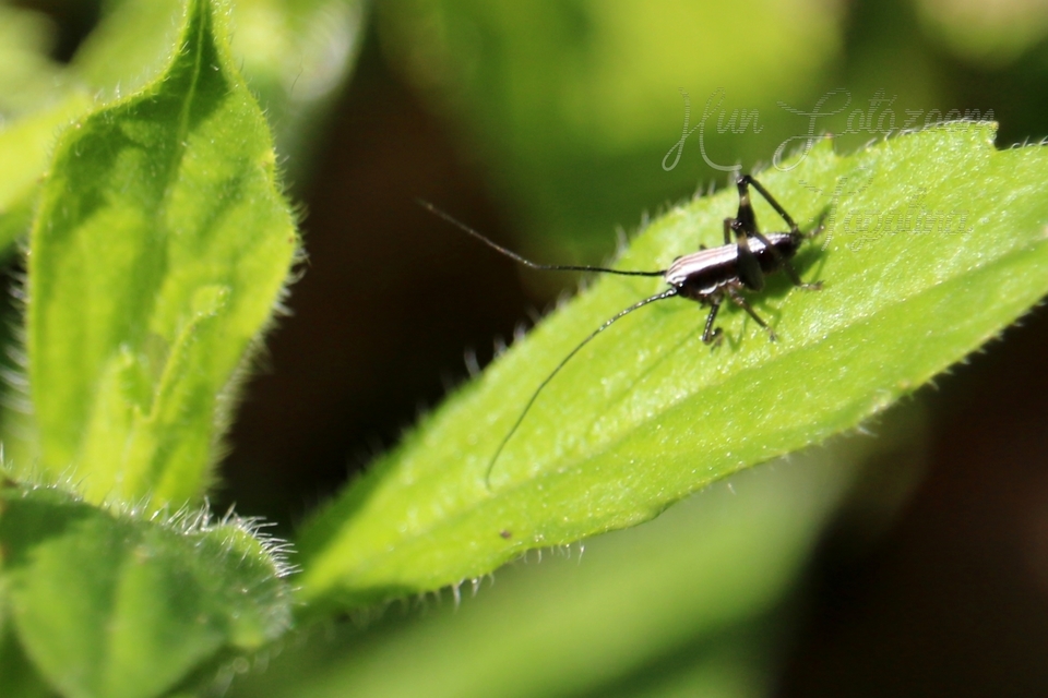 Pholidoptera fallax - galléros avarszöcske