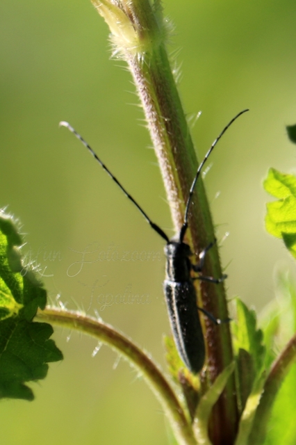 Agapanthia cardui - sávos bogáncscincér