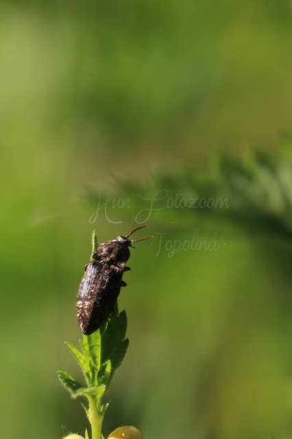 Agrypnus murinus - egérszínű pikkelyespattanó