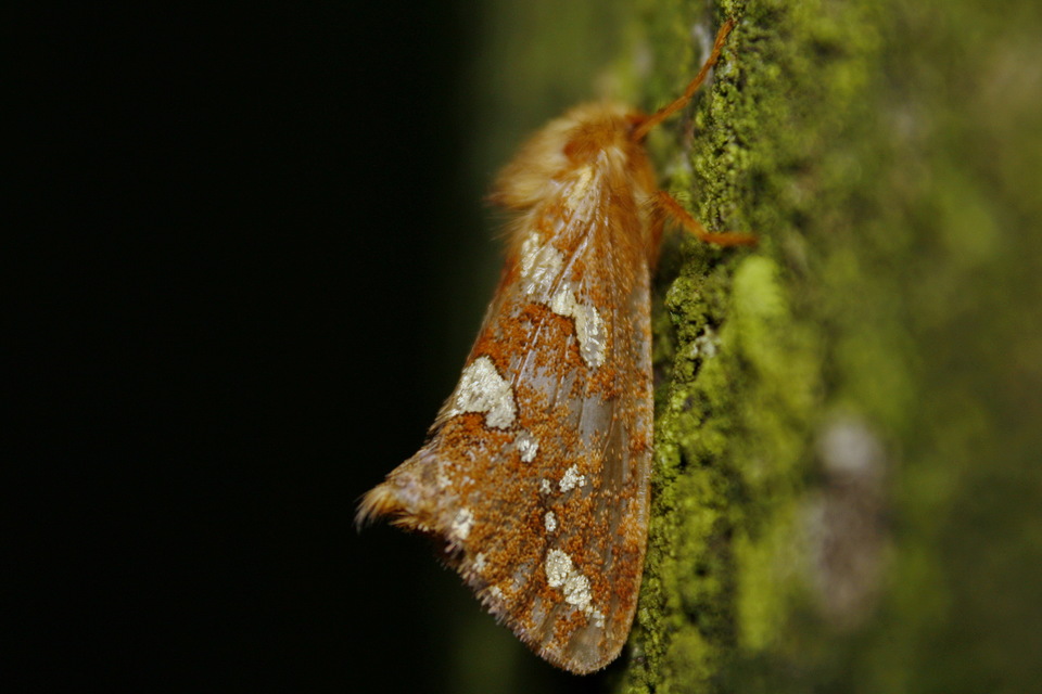 Phymatopus hecta - aranyló gyökérrágólepke