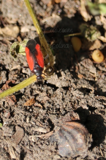 Dionconotus confluens