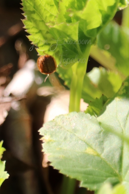 Cassida