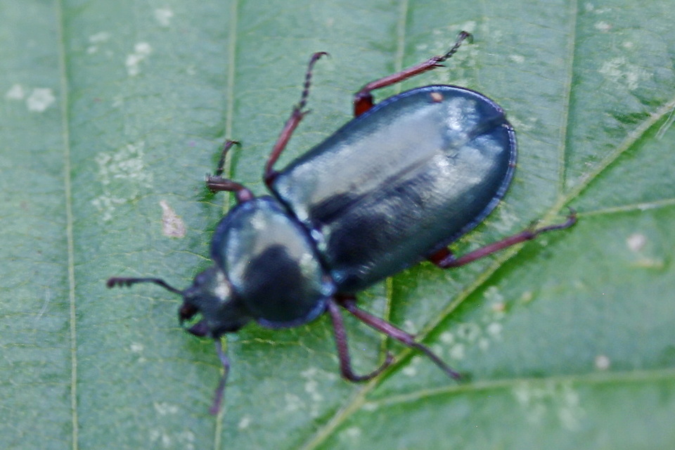 Platycerus caraboides - kis fémesszarvasbogár