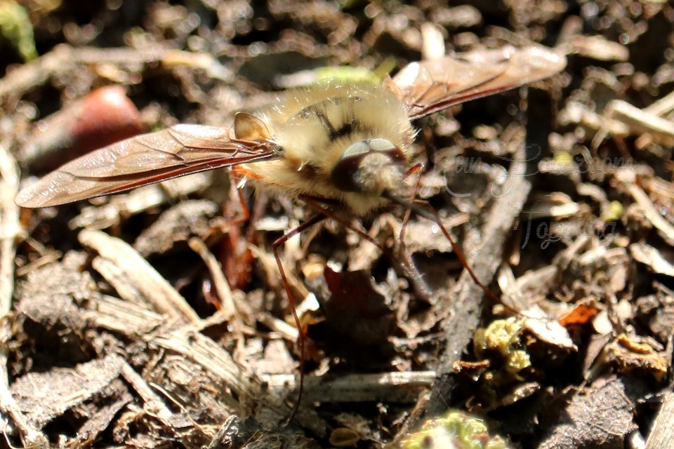 Bombylius major - szegélyes pöszörlégy