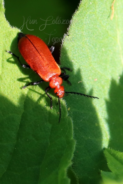Pyrochroa serraticornis - közép-bíborbogár