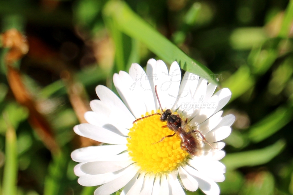Nomada