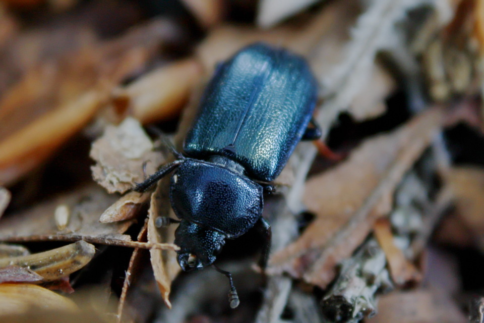 Platycerus caraboides - kis fémesszarvasbogár