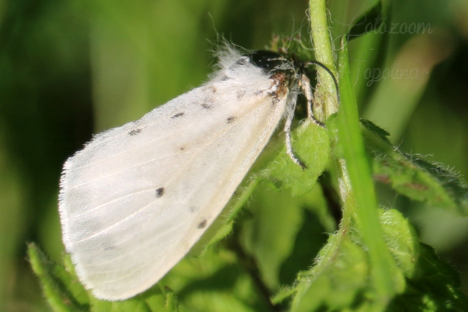 Diaphora mendica - felemás medvelepke