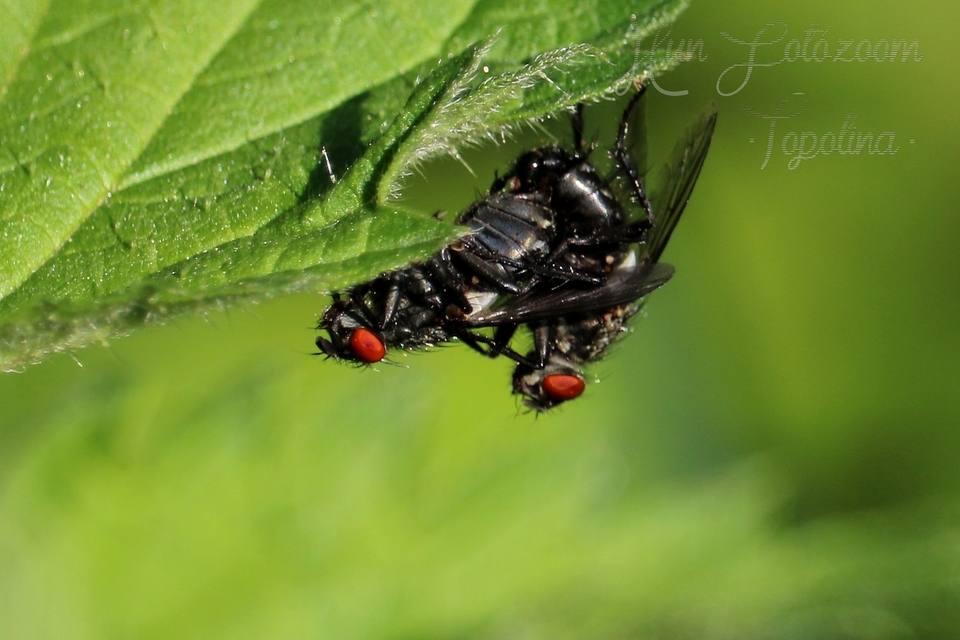 Sarcophagidae - húslégyfélék