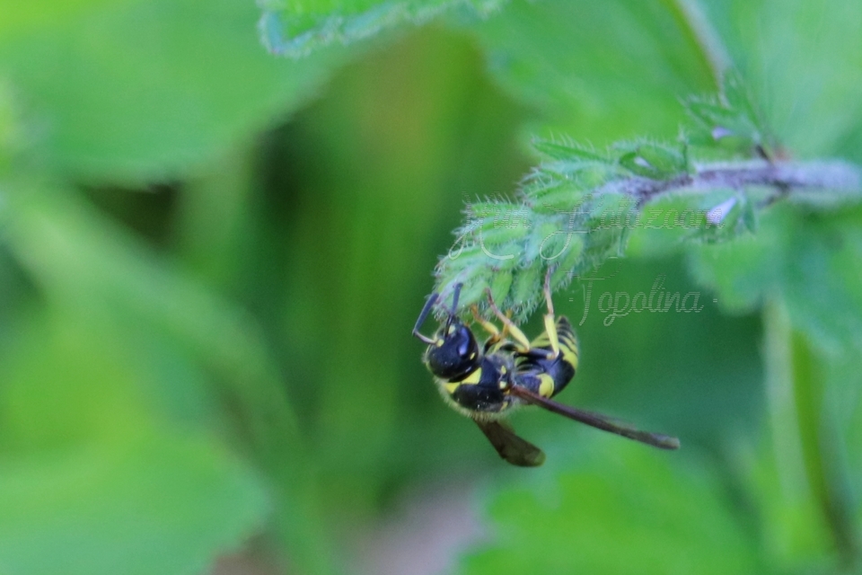Ancistrocerus