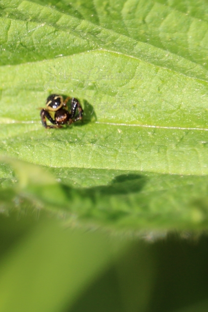 Synema globosum/ornatum