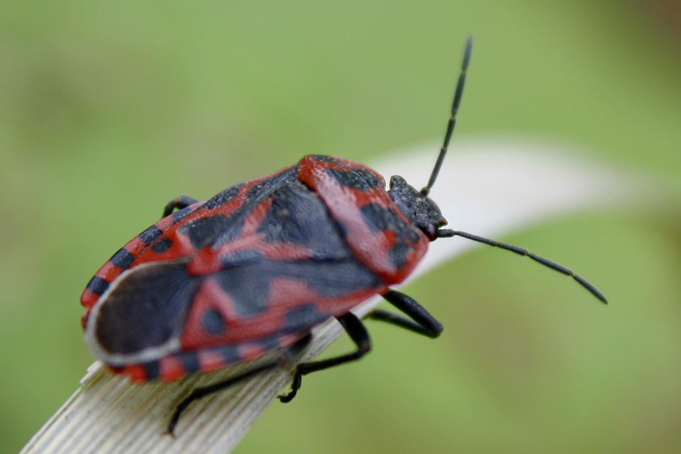 Eurydema ventralis - káposztapoloska