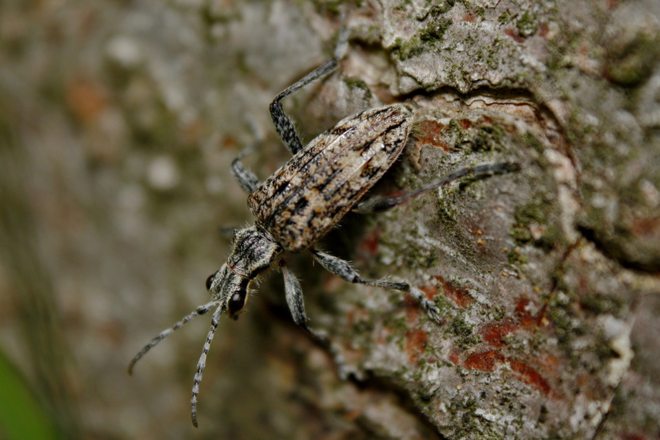 Rhagium inquisitor - fenyves-tövisescincér