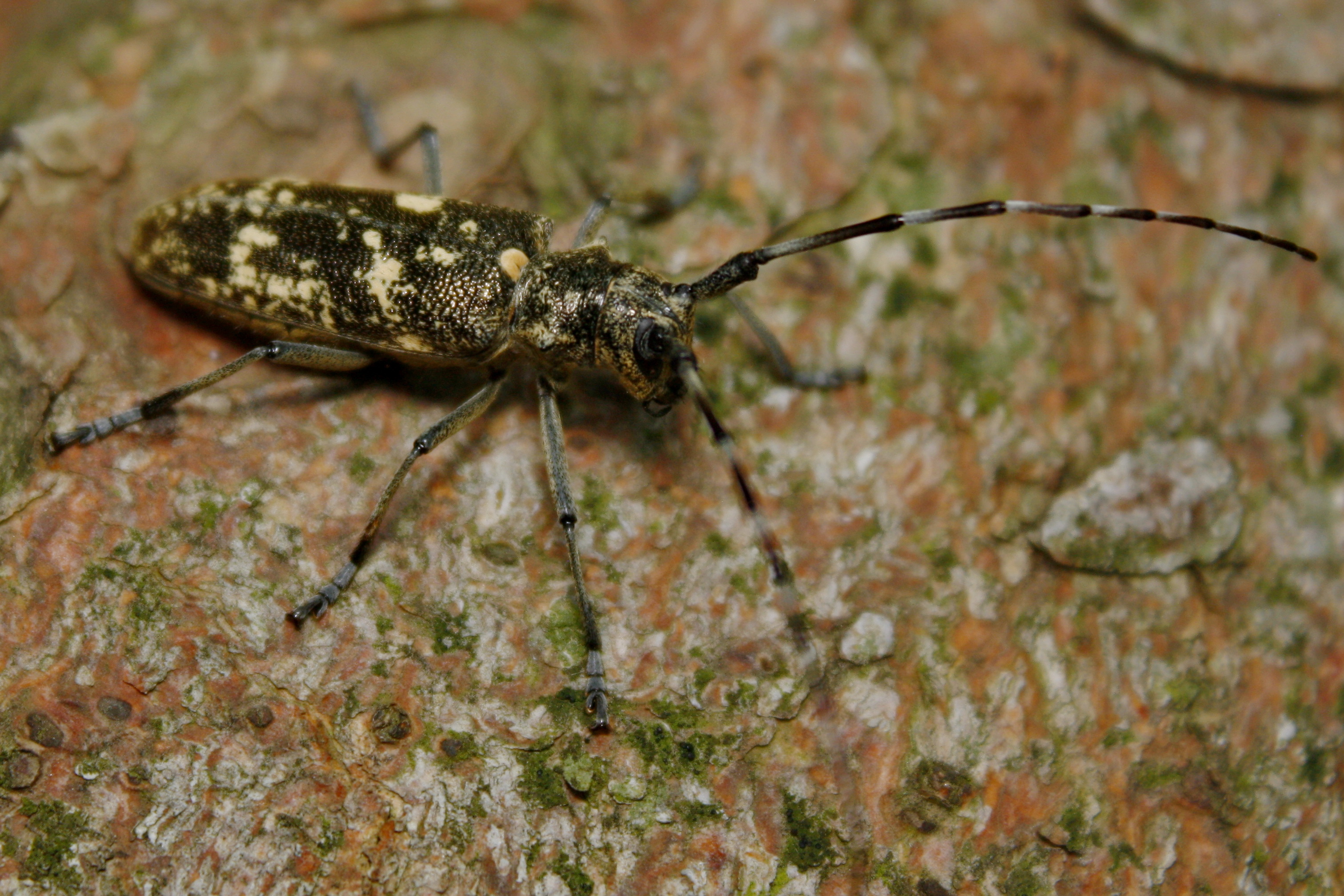 Monochamus galloprovincialis pistor - foltos fenyvescincér