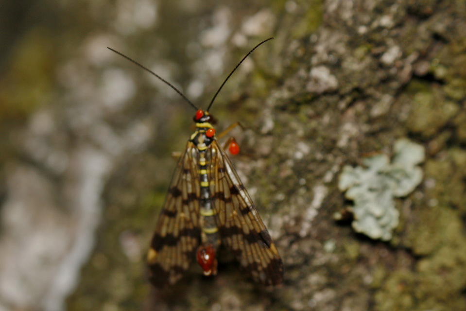 Panorpa vulgaris