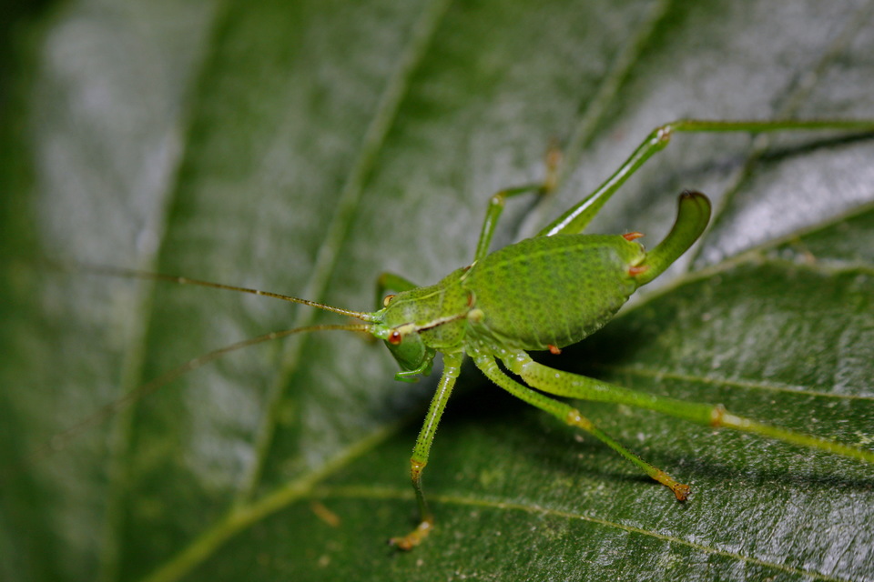 Barbitistes constrictus - északi málnaszöcske