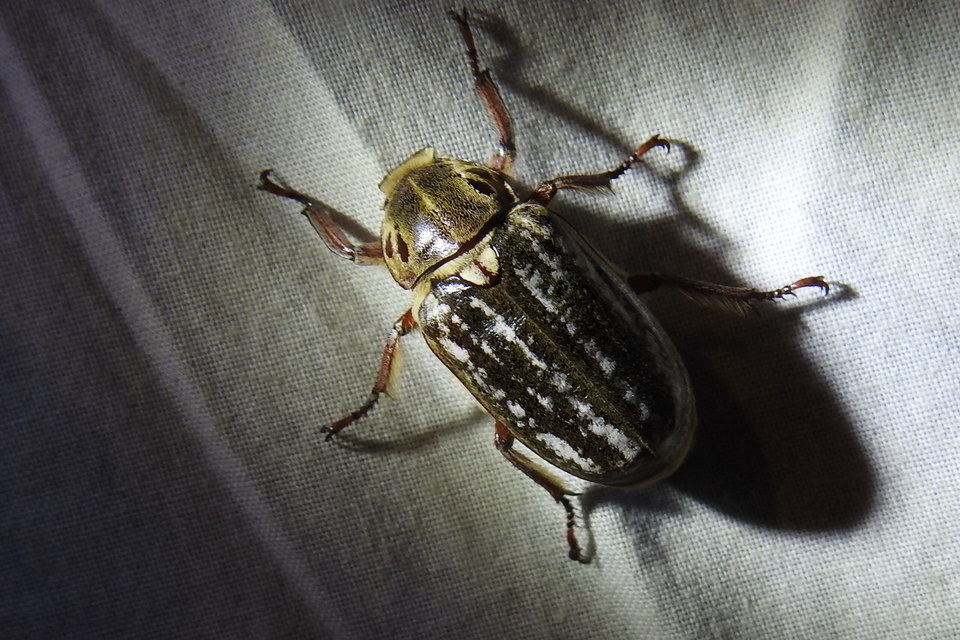 Anoxia orientalis - keleti cserebogár