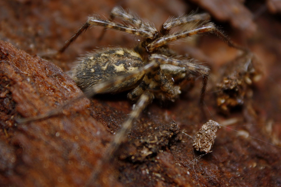 Tegenaria