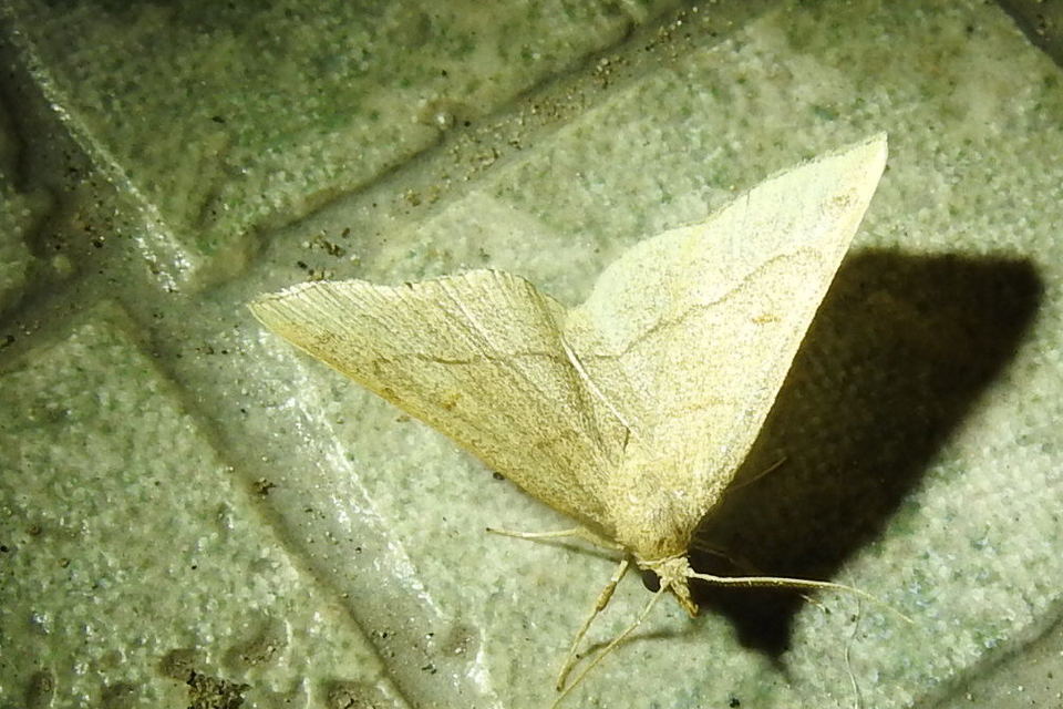 Paracolax tristalis - sárgás karcsúbagoly