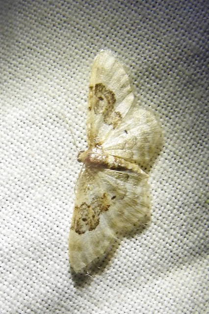 Idaea rusticata - tarka apróaraszoló