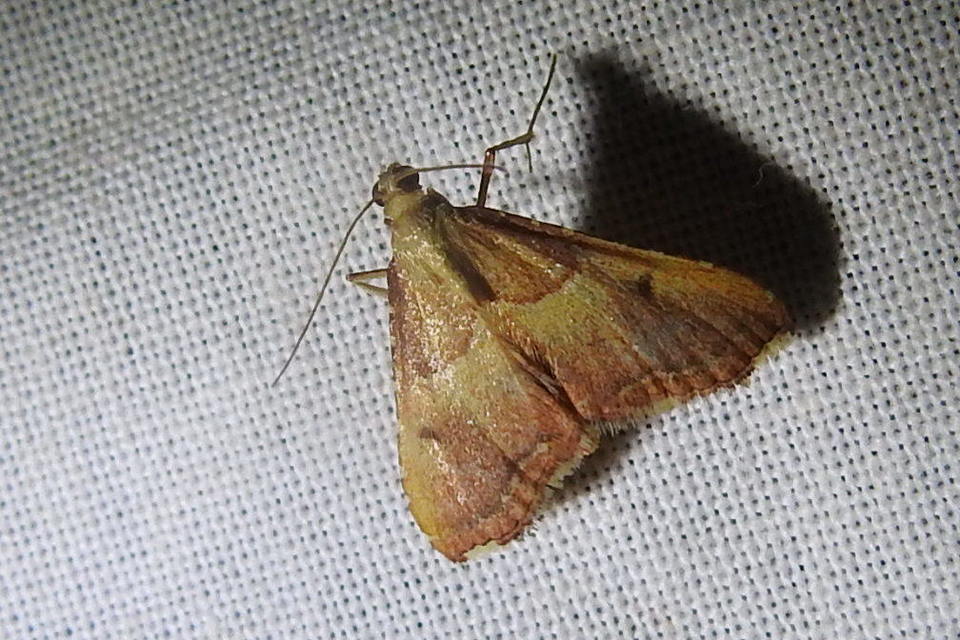 Endotricha flammealis - tüzesszárnyú fényilonca