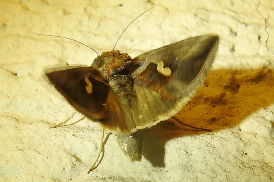 Macdunnoughia confusa - cseppfoltos ezüstbagoly