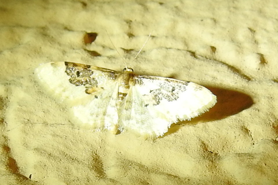 Idaea rusticata - tarka apróaraszoló