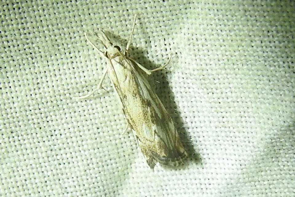 Catoptria falsella - hálós fűgyökérmoly