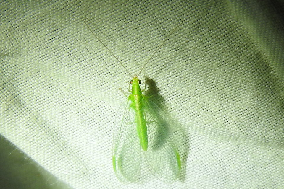 Chrysopidae - zöldfátyolkák