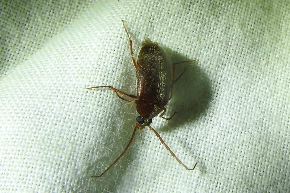 Hymenalia rufipes - rőtlábú alkonybogár